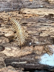 Scutigera coleoptrata