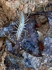 Scutigera coleoptrata