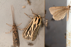 Apantesis virguncula