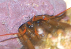 Clibanarius erythropus