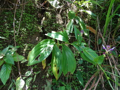 Tricyrtis formosana