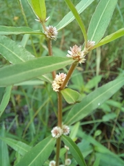Alternanthera philoxeroides