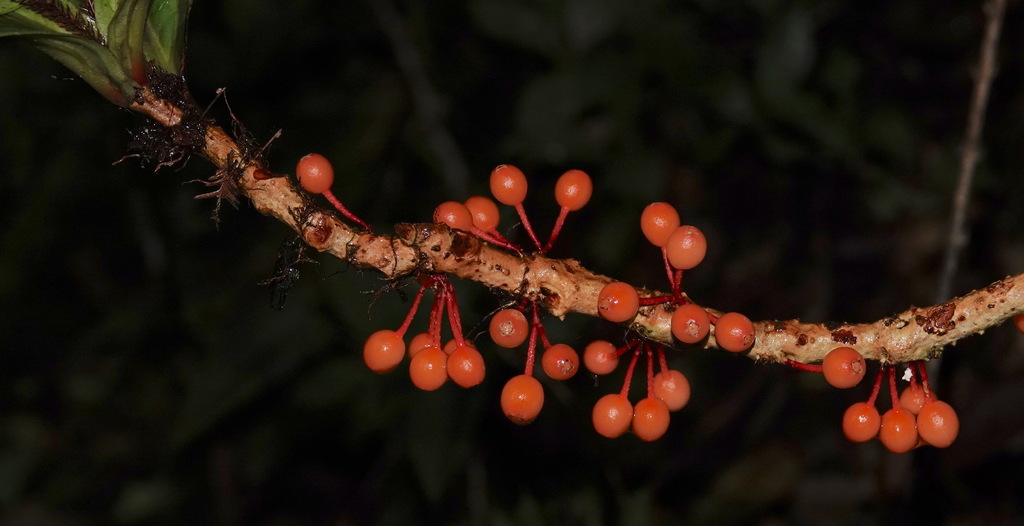 Medinilla amplectens