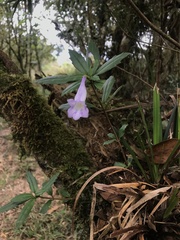 Lysionotus pauciflorus