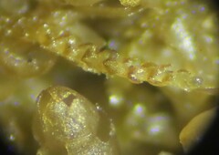 Cephaloziella turneri