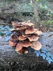 Pseudoarmillariella ectypoides