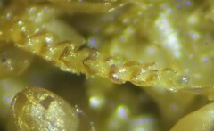 Cephaloziella turneri