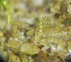 Cephaloziella turneri
