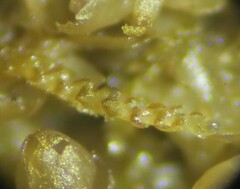 Cephaloziella turneri