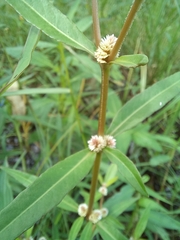 Alternanthera philoxeroides