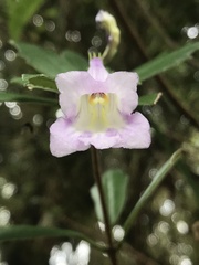 Lysionotus pauciflorus
