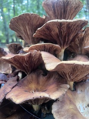 Pseudoarmillariella ectypoides