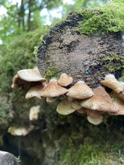 Crepidotus calolepis