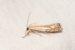 Crambus saltuellus