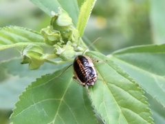 Blattella