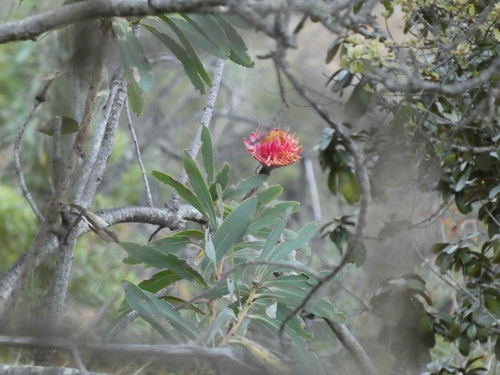 Protea laetans, photograph 6