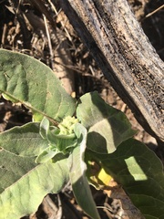 Asclepias nyctaginifolia