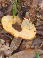 Ganoderma curtisii
