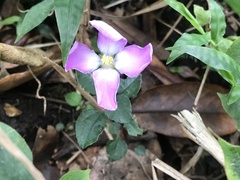 Sarcopyramis napalensis delicata