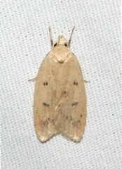 Machimia tentoriferella