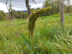 Setaria
