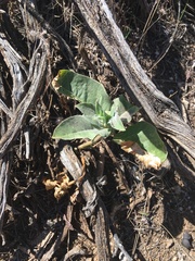 Asclepias nyctaginifolia