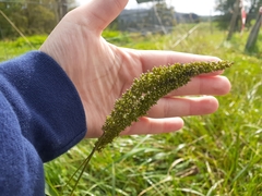 Setaria