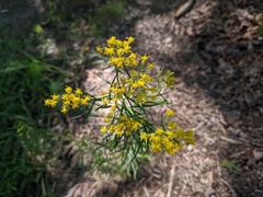 Euthamia caroliniana