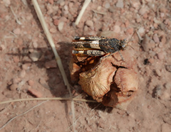 Oedipoda caerulescens