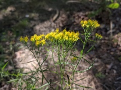 Euthamia caroliniana