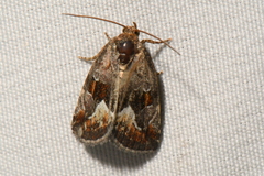 Deltote bellicula