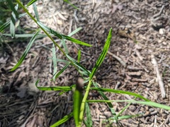 Euthamia caroliniana