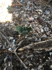 Asclepias nyctaginifolia