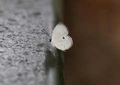 Neopithecops zalmora