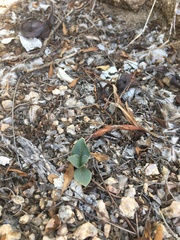 Asclepias nyctaginifolia