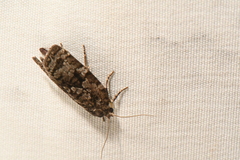 Choristoneura fumiferana