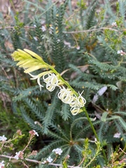 Tripterococcus brunonis