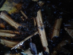 Clogmia albipunctata