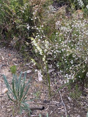 Tripterococcus brunonis