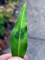 Persicaria maculosa