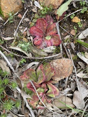 Drosera collina
