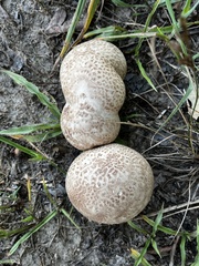 Calvatia craniiformis