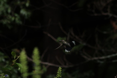 Lampornis clemenciae