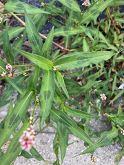Persicaria maculosa