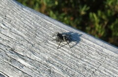 Phidippus borealis