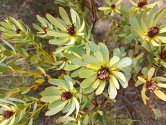 Leucadendron