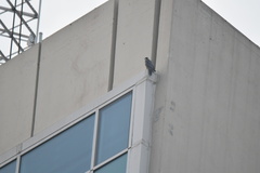 Falco peregrinus