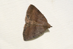 Zanclognatha martha