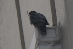 Falco peregrinus