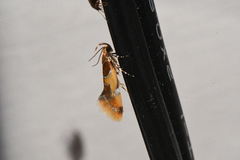 Epicallima argenticinctella